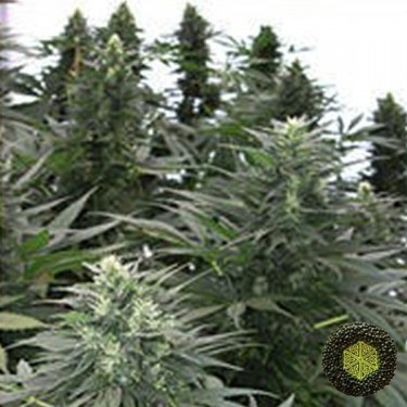 Safari Mix Plante de marijuana