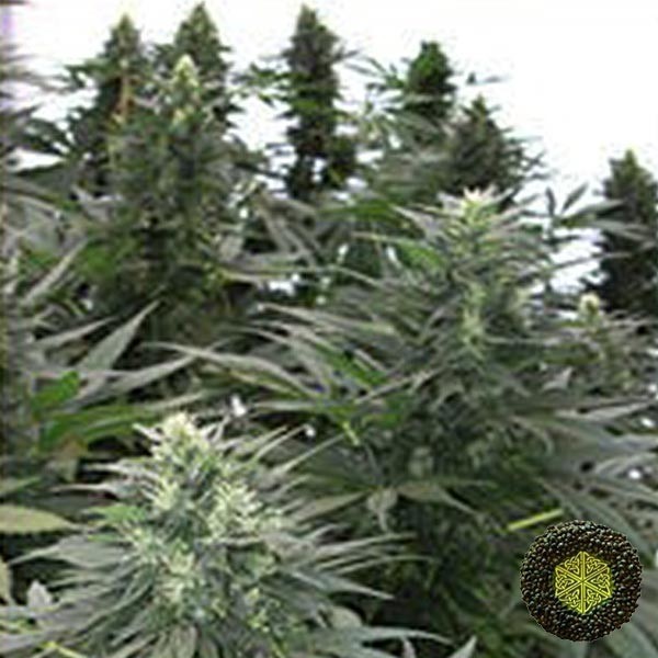 Voir Safari Mix Plante de marijuana