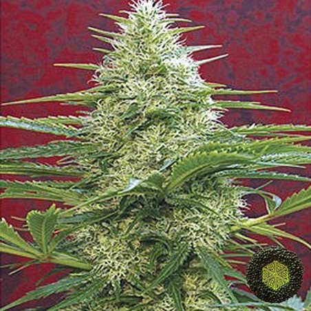 Satori Plante de cannabis