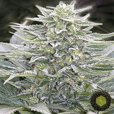 Plante de cannabis Hashberry