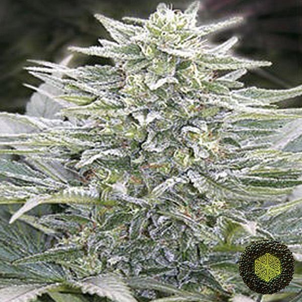 Voir Plante de cannabis Hashberry