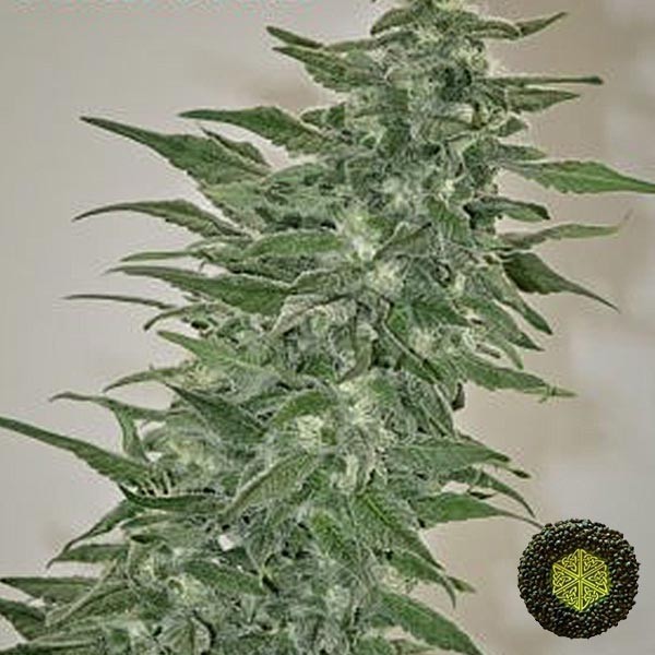 Voir Rishi Kush régulière de Mandala Seeds souche Kush - Grow Barato