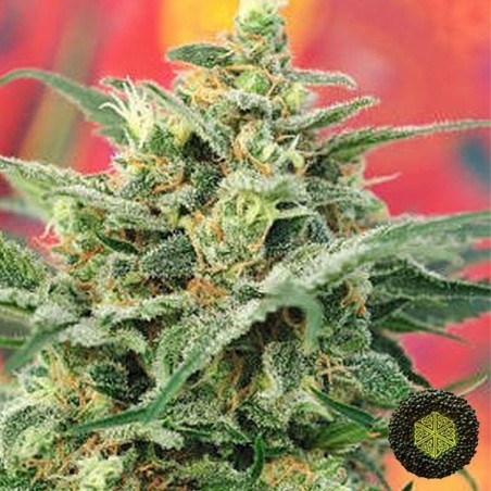 Plante de cannabis 8 Miles High