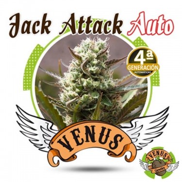 Jack Attack Auto Plante de cannabis
