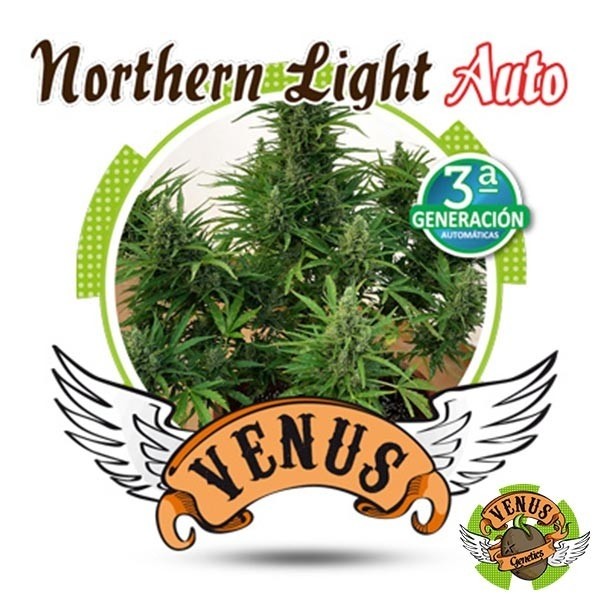 Voir Northern Light Auto