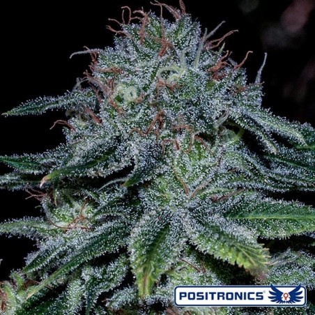 Plante de cannabis Mystic Cookie