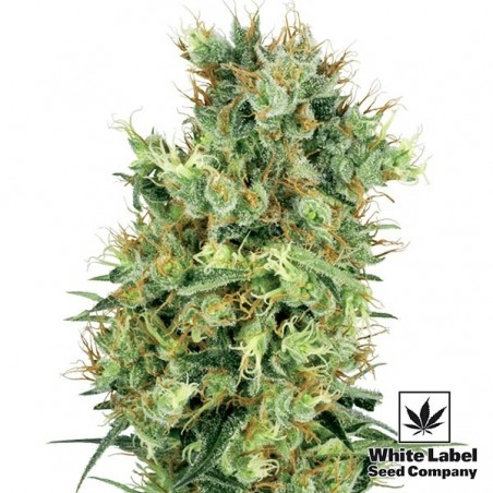 Cali Orange Bud Régulière