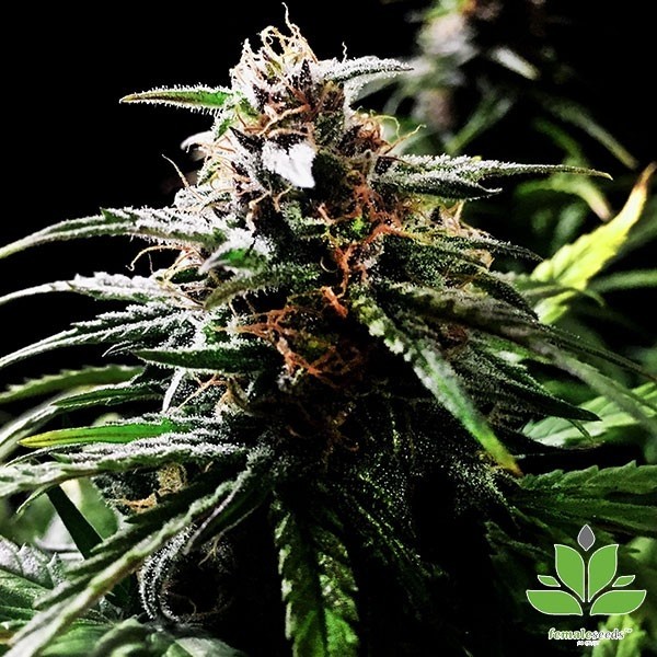 Voir Acheter Auto Speed Bud de Female Seeds - Grow Barato