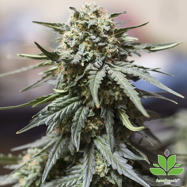 Voir Plante de cannabis Auto White Widow x Big Bud