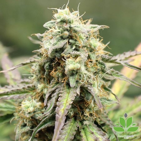 Plante de marijuana Auto NL