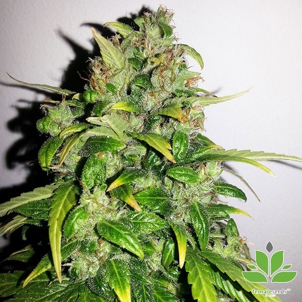 Voir Plante de marijuana Auto AK