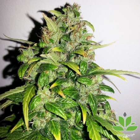 Plante de marijuana Auto AK