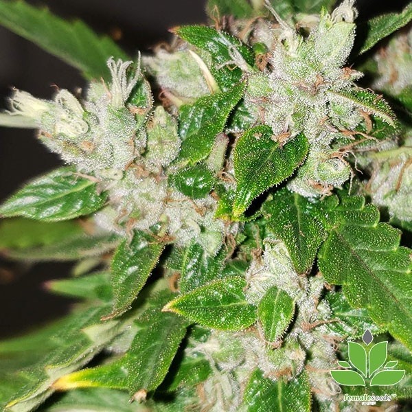 Voir Acheter Auto Bubble de Female Seeds - The Green Brand