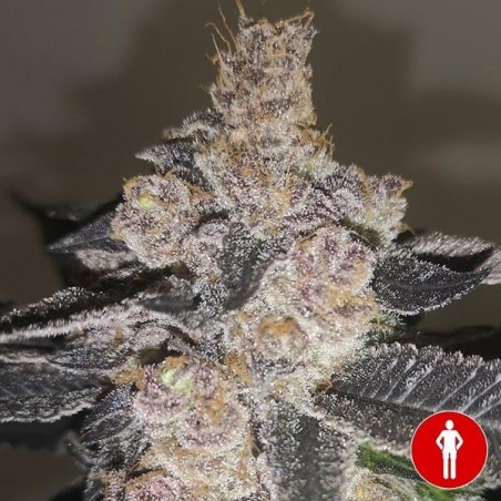 Gelato 242 Plante de cannabis