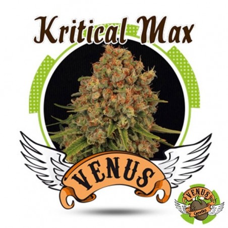 Kritical Max