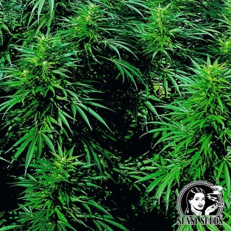 Ruderalis Skunk® autofloraison de Sensi Seeds - Grow Barato