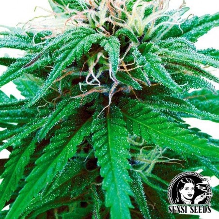 Ruderalis Indica® Auto de Sensi Seeds - Grow Barato