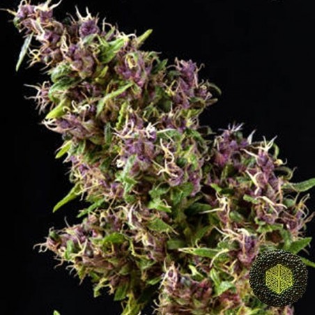 Plante de cannabis Purple Paro Valley