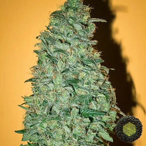 Voir Plante de cannabis California Dream