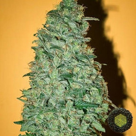 Plante de cannabis California Dream