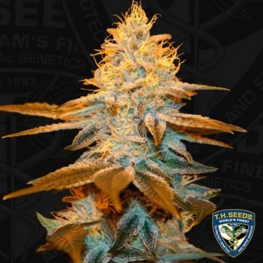 Plante de cannabis Strawberry Blue