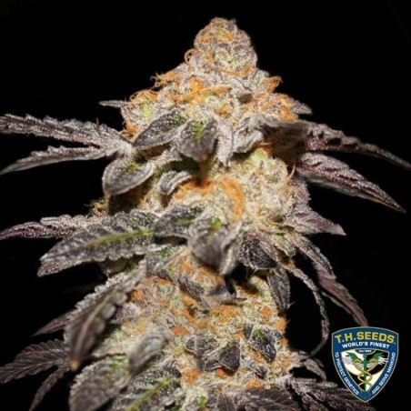 Plante de cannabis French Cookies