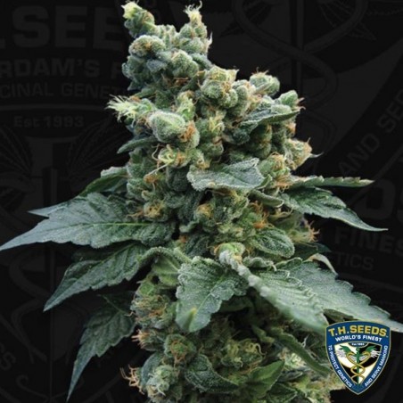 Sage'n Sour Plante de marijuana