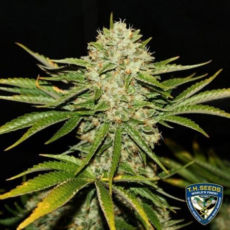 Wreckage Plante de marijuana