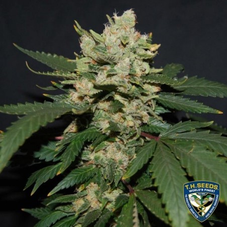 M.O.B (Mother Of Berries) Plante de marijuana