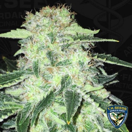 La S.A.G.E. CBD Plante de marijuana