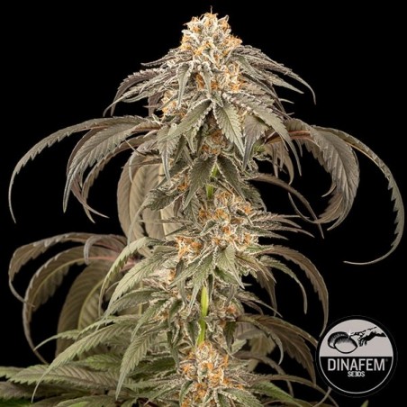 Plante de marijuana Purple Afghan Kush