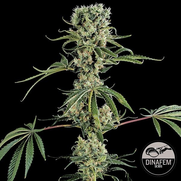Moby Dick 2 graines féminisées de Dinafem - Grow Barato
