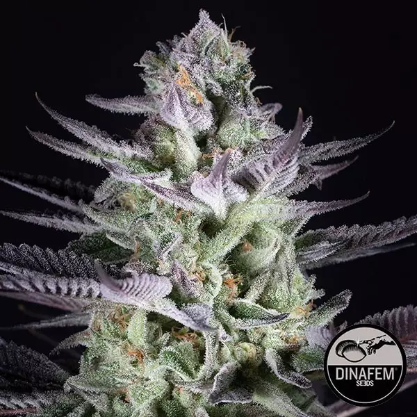 Voir Plante de cannabis Blueberry Cookies