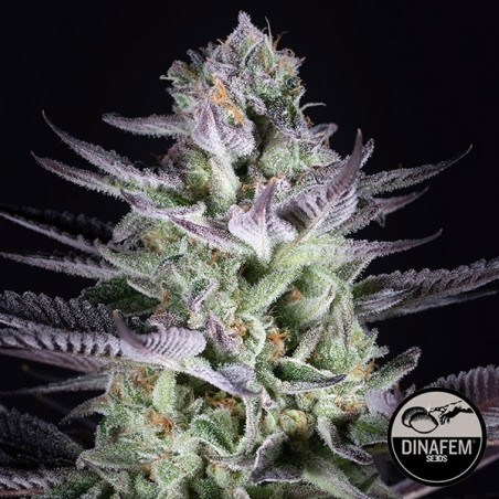 Plante de cannabis Blueberry Cookies