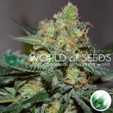 Plante de marijuana Afghan Kush x Skunk