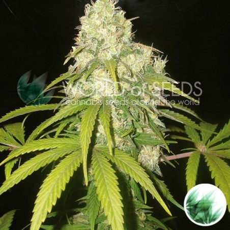 Afghan Kush x Yumbolt Plante de marijuana