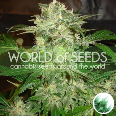 Plante de marijuana Mazar Kush
