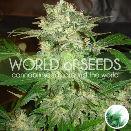 Plante de marijuana Mazar Kush
