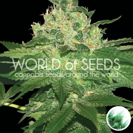 Afghan Kush Plante de marijuana