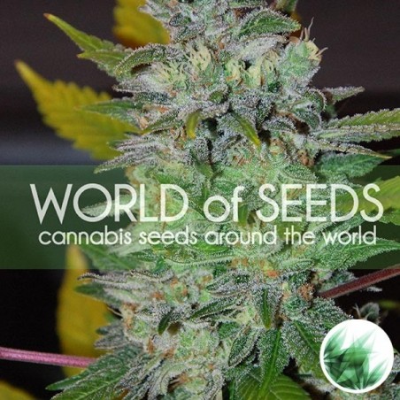 Plante de marijuana Space