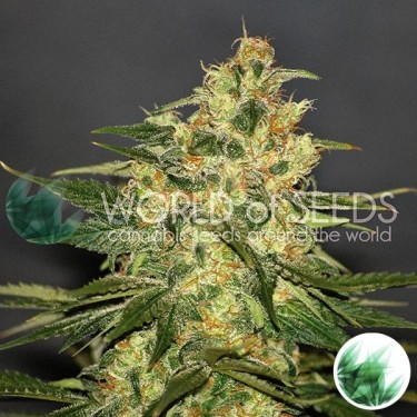 Plante de marijuana Ketama