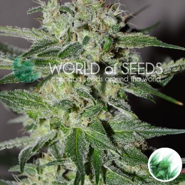 Plante de marijuana Pakistan Valley