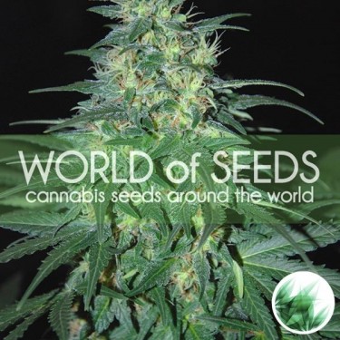 Plante de marijuana South African Kwasulu