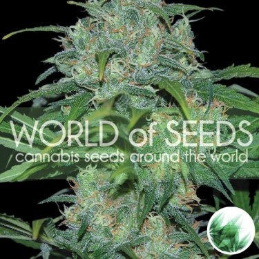 Plante de marijuana Wild Thailand