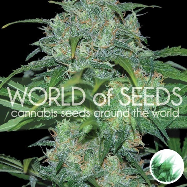 Plante de marijuana Wild Thailand