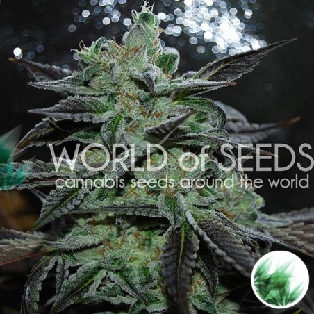 Plante de marijuana Strawberry Blue