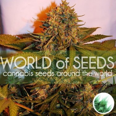 Plante  de marijuana Northern Light x Big Bud Auto