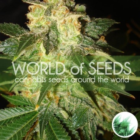Plante de marijuana Pakistan Ryder Auto