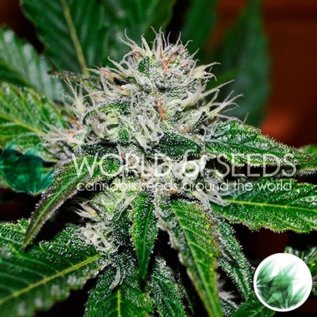 Plante de marijuana Amnesia Ryder