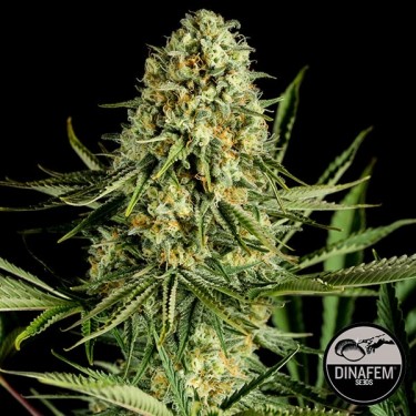 Plante de marijuana Critical Cheese